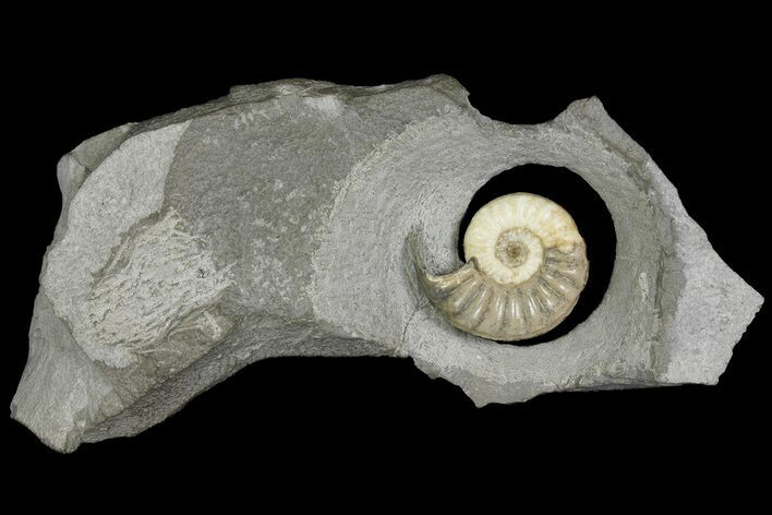 Ammonite (Asteroceras) Fossil - Glows When Backlit! #171258